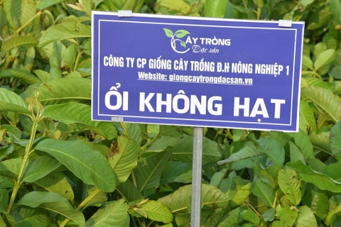 Kỹ thuật Trồng Ổi Không Hạt vô cùng mới lạ cho bà con #34 Kỹ thuật Trồng Ổi Không Hạt vô cùng mới lạ cho bà con